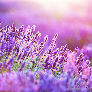 Generic Headshot 300x300 13