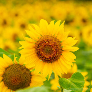 Generic Headshot 300x300 28