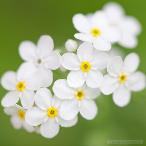 Generic Headshot 300x300 31