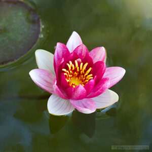 Generic Headshot 300x300 7