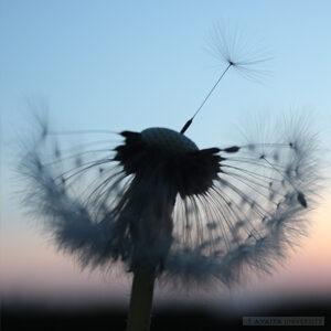 Generic Headshot 300x300 9